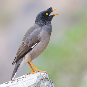 Jungle Myna